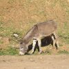 burro marruecos 4