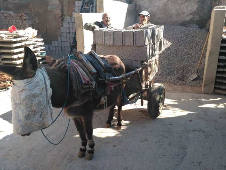 EL BURRO DEL MAGREB