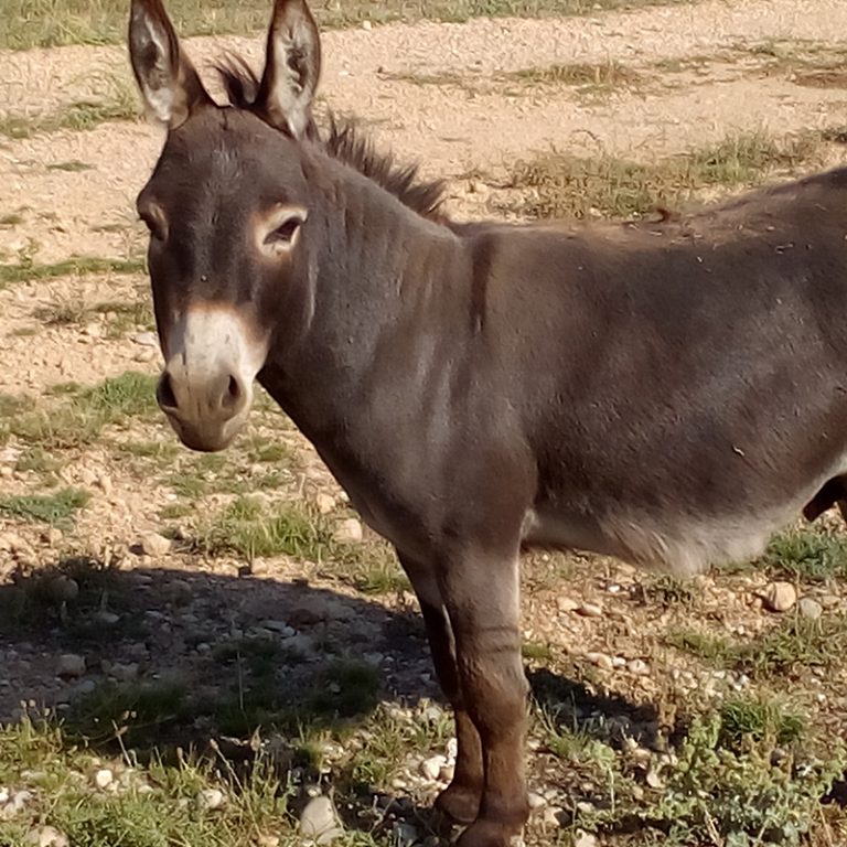 Burros en miniatura En Venta