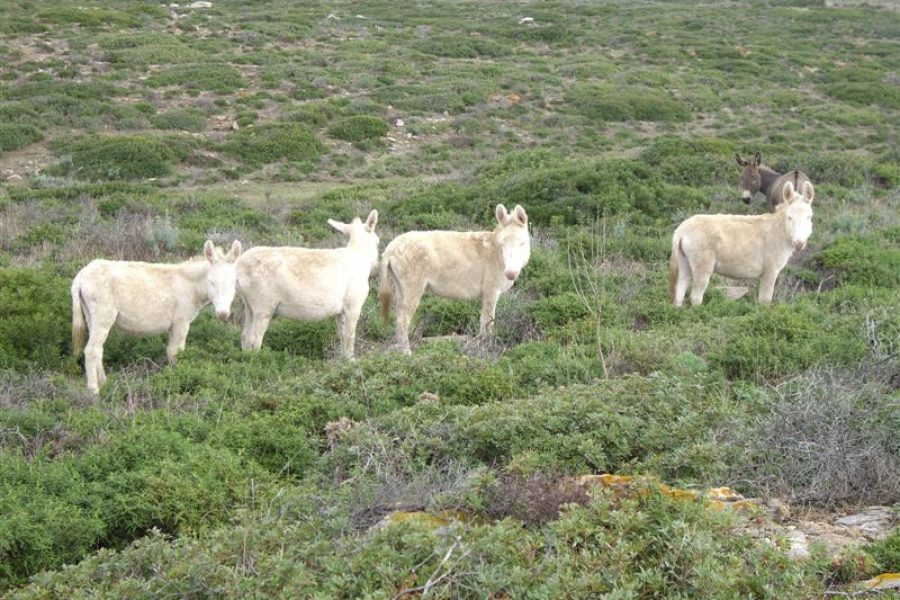 Estudios alertan sobre la desaparición de miles de burros EN CINCO AÑOS!!