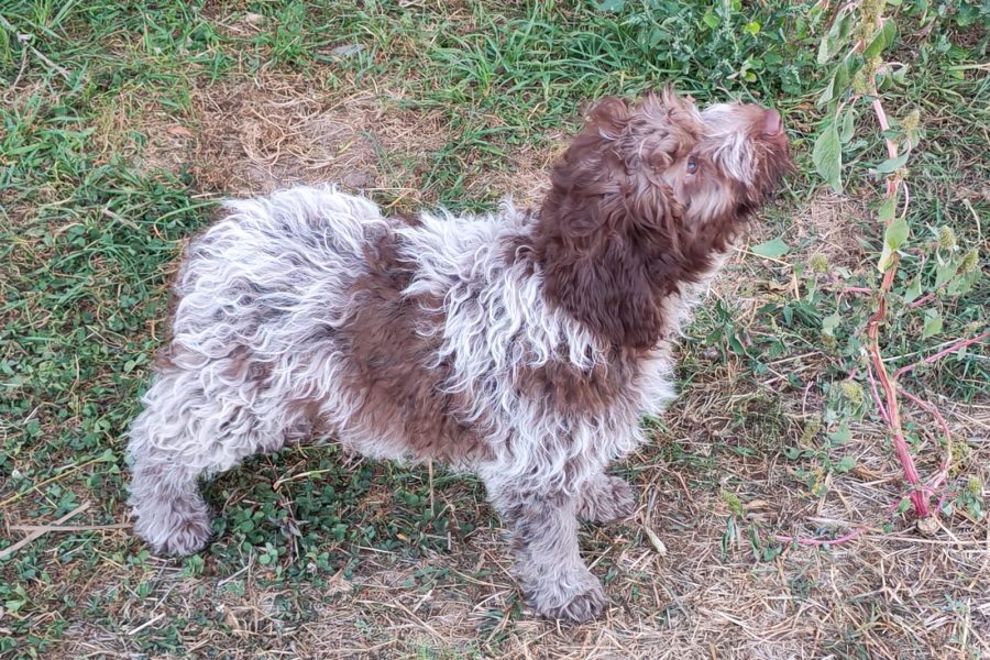 Lagotto Rogmanolo