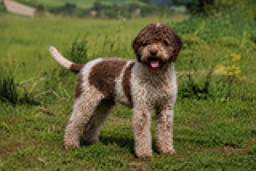 Lagotto Rogmanolo